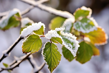冬季冰冻的树叶图片
