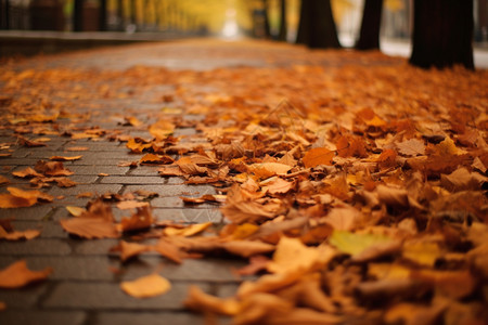 秋天地面的落叶图片
