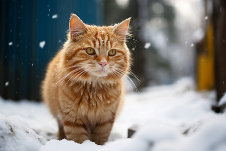 雪地里的小猫图片