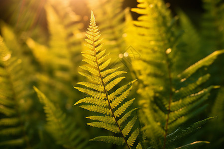 蕨类植物树叶图片