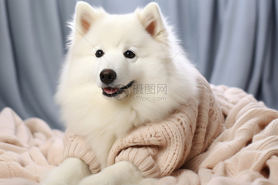 可爱的狗狗穿着毛衣图片
