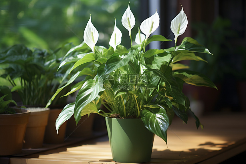 室内植物白掌花图片