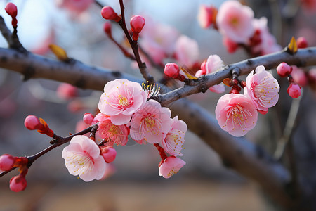 早春春天桃花图片