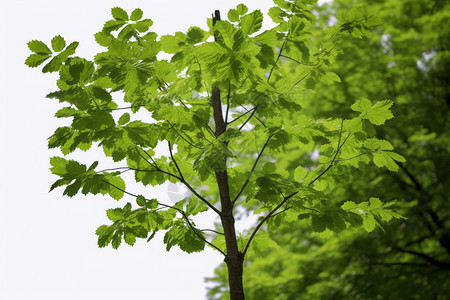 橡树的枝干和叶子背景图片