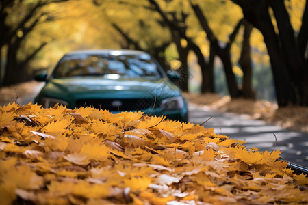 秋天的街道汽车 落叶高清图片