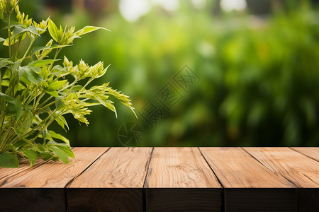 清新植物背景图片
