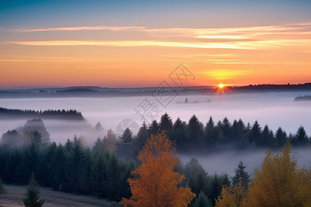 自然美丽的森林薄雾图片