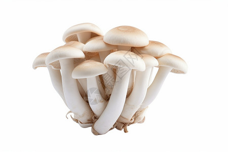 蘑菇食品孢子山毛榉高清图片