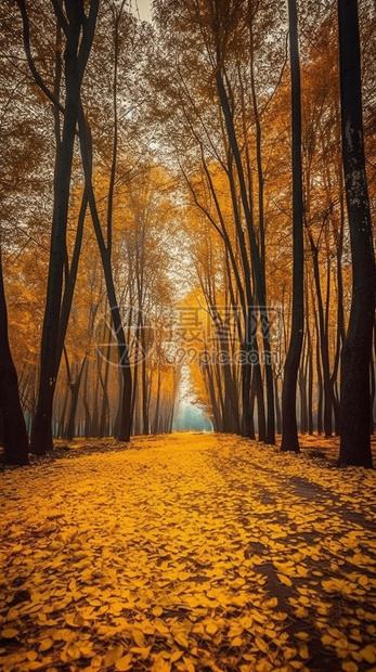 秋天公园森林图片