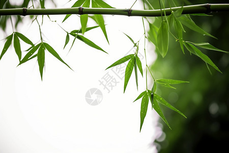 竹子上的绿叶图片