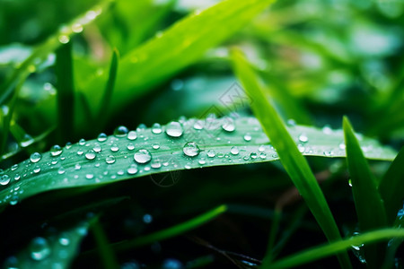 绿色叶子上的雨滴图片