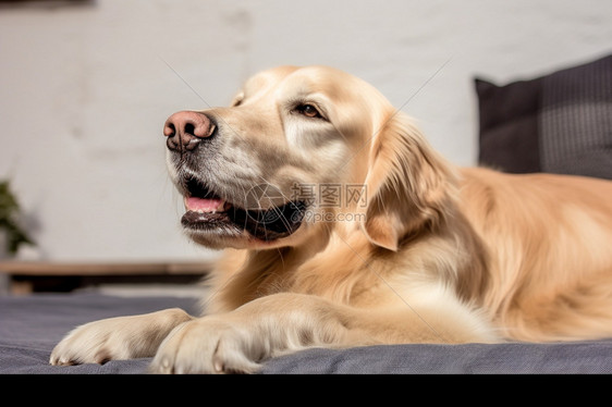 室内的宠物金毛犬图片