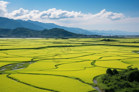 谷雨农村田地里的农作物背景