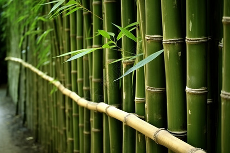 一根根绿色的竹子图片