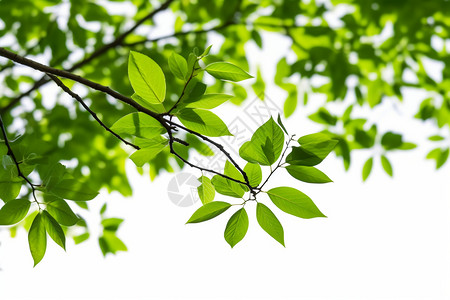 嫩绿色枝叶的俯拍图背景图片