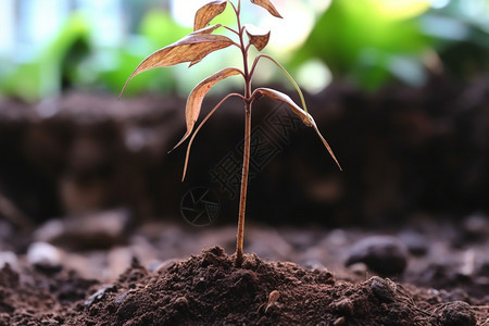 土壤幼苗枯萎植物叶子图片