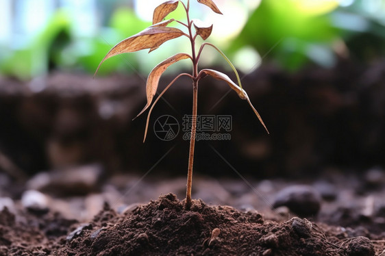 土壤幼苗枯萎植物叶子图片