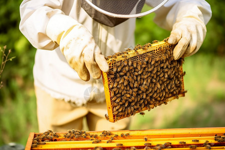 养蜂农业蜂蜜高清图片