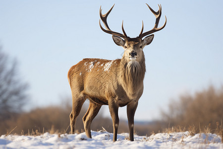 冬季户外的鹿图片