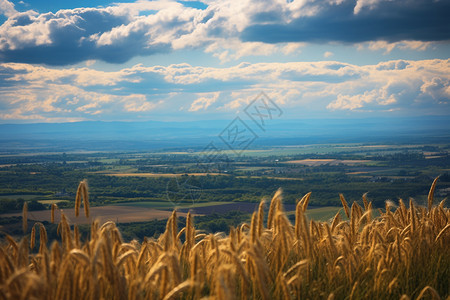 秋天农业小麦种植园图片