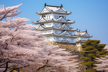 日本樱桃美丽的樱花背景