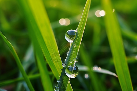 雨滴落在叶子图片