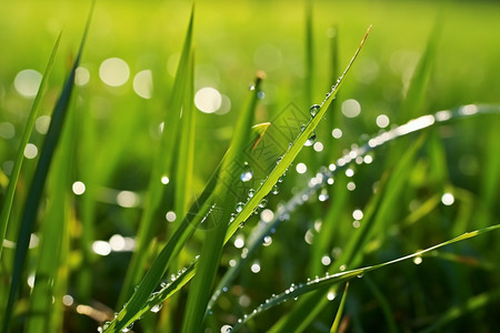 叶子上的雨滴图片