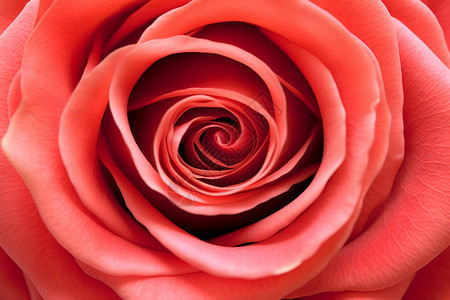 精致的玫瑰花瓣背景图片