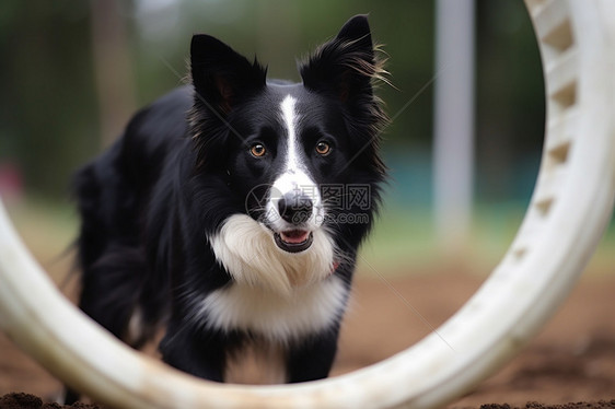 户外训练的牧羊犬图片