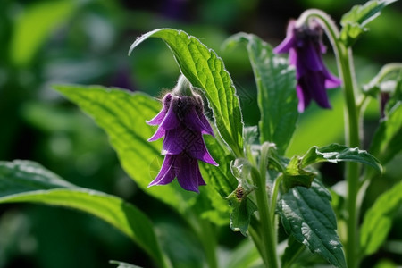 紫色的草本植物背景图片