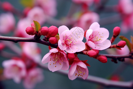 美丽的樱花图片