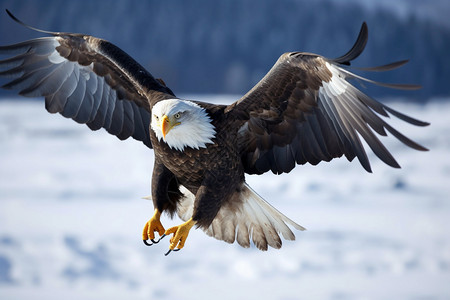 冬季荒原上捕食的老鹰图片