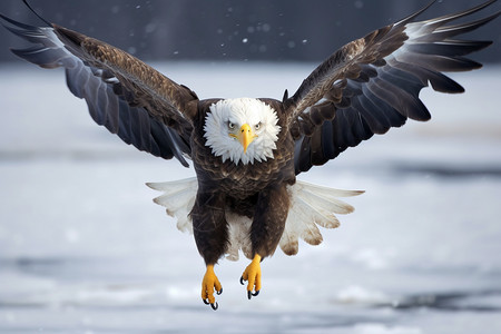 冬季荒野上的老鹰图片