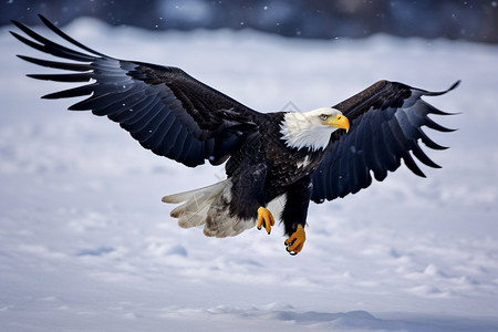 雪中威猛的老鹰图片