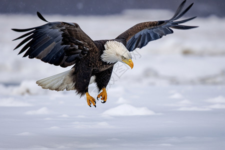 雪原上飞翔的老鹰图片
