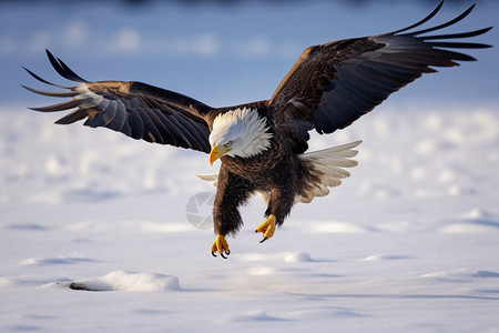 冬季捕食的老鹰背景图片