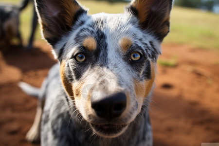 牧场聪明的牧牛犬图片