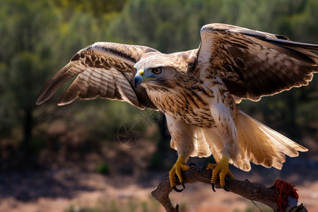 野外展翅的老鹰图片