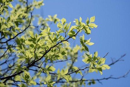 茂盛的灰枫树树叶图片