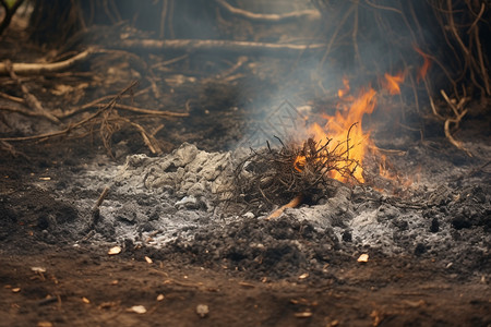 火焰中的树枝图片