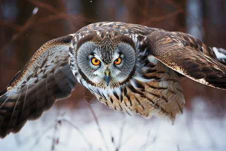 冬季野生的猫头鹰图片