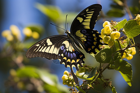 野生的美丽蝴蝶背景图片
