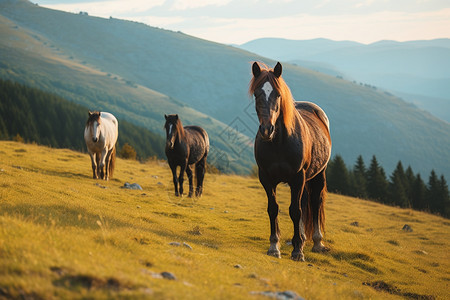 山上自由自在的马背景图片