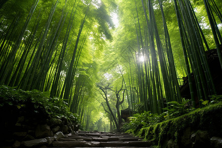 自然的竹林景观图片