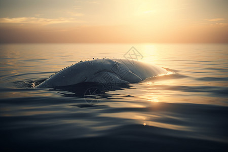 浮出海面的白鲸图片
