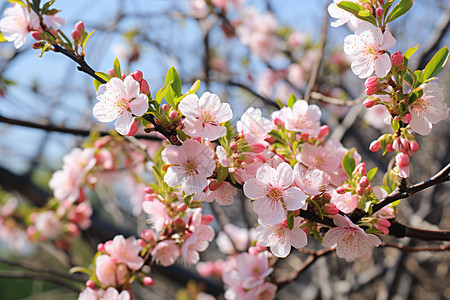春季粉红色的桃花图片