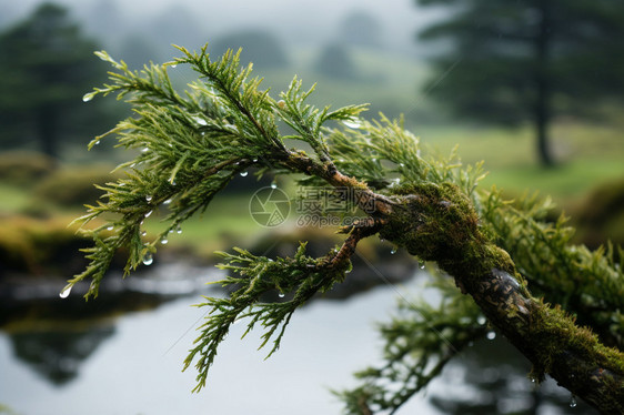 雨后淋湿的松树图片