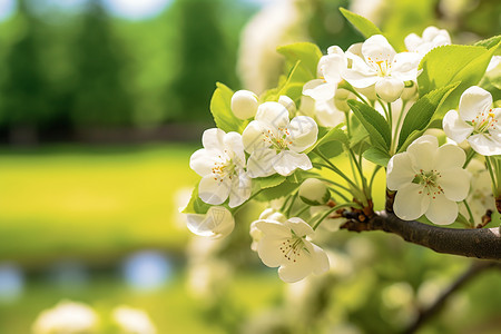 果园中绽放的苹果花图片