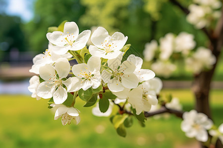 春季美丽的苹果花图片