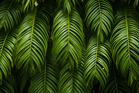 棕榈树树叶背景背景图片